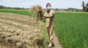 Panen, Kebutuhan Pangan Kota Pariaman Aman hingga 3 Bulan ke Depan