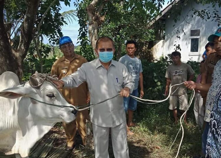 Bupati Padangpariaman Ali Mukhni hadiri pemotongan hewan qurban milik PDAM Senin, 3/8.