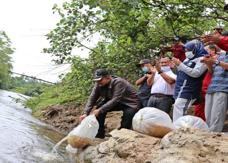 Mardison Mahyuddin melepas bibit ikan di Batang Mangau Minggu, 15/11.