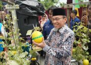 PLN Bantu Greenhouse KUBE Mego.Id di Padang, Produksi Melon Naik Jadi 1,1 Ton per Bulan
