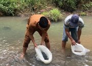 Dorong Ekonomi Masyarakat, Pemkab Padang Pariaman Salurkan 50.000 Benih Ikan di Tujuh Nagari